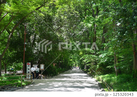 新緑の京都市 世界遺産下鴨神社 糺の森 125320343