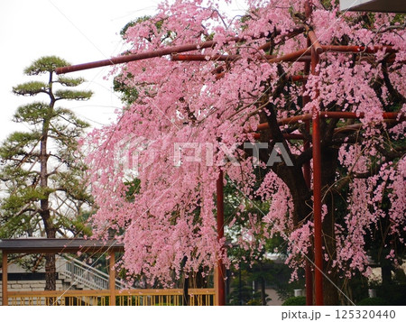 庭の枝垂れ桜 125320440