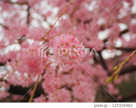 サクラの毬 125320462