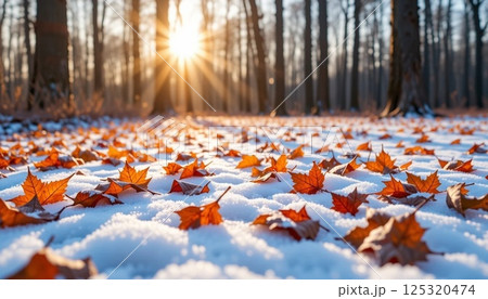 Autumn Leaves on Snow in Forest with Golden Sunlight | Winter Nature Background. 125320474