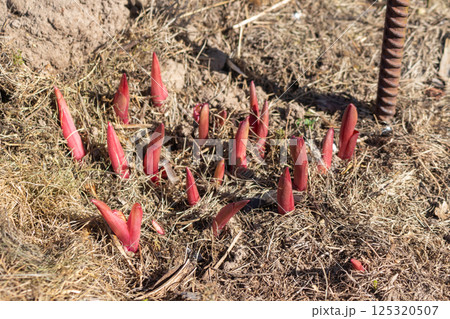 Young red peony sprouts in spring 125320507