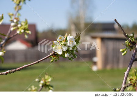 Cherry branch with white flowers on leaves close-up Cherry branch with white flowers on leaves close-up 125320580