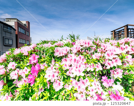 中川遊歩道の小さな公園のつつじ 125320647