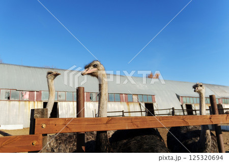 Ostrich from a close perspective in an outdoor setting with a clear blue sky on a sunny day Ostrich from a close perspective in an outdoor setting with a clear blue sky on a sunny day 125320694