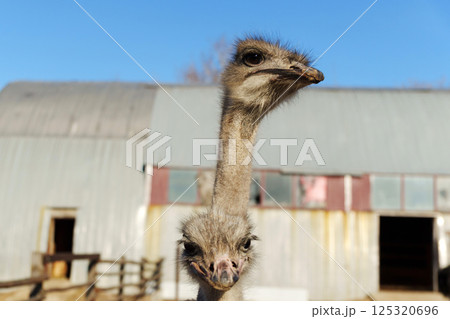 Ostrich walks near farm buildings under clear blue sky during bright daylight hours 125320696