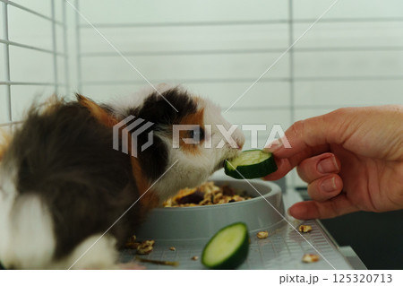In a cozy corner, a curious guinea pig peeks out of its shelter, excitedly reaching for a refreshing cucumber 125320713