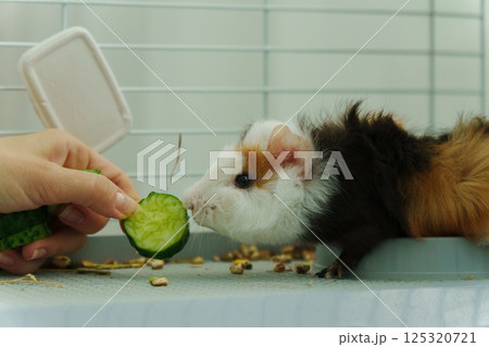 Gentle hand offers a crisp slice of cucumber, the inquisitive guinea pig emerges, savoring the refreshing treat with delight 125320721