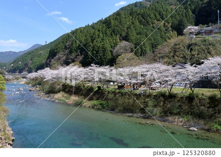 仁淀川町ふれあい公園でお花見　（高知県　土居川） 125320880