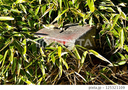 天子山地　雨ヶ岳山頂の三角点　三等三角点（雨ヶ岳） 125321109