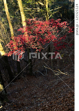 天子山地の竜ヶ岳 こもれびの秋模様 ヤマモミジの紅葉 天子山地の竜ヶ岳 こもれびの秋模様 ヤマモミジの紅葉 125321124