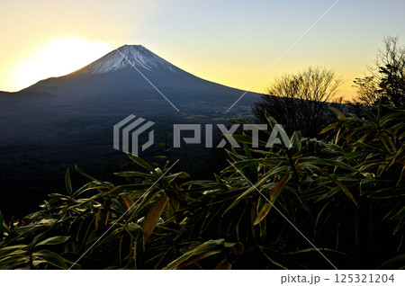 天子山地の竜ヶ岳より　夜明け前の富士山 125321204