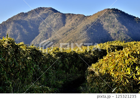 天子山地の竜ヶ岳 山頂に続く笹原の山道にタカデッキと雨ヶ岳 天子山地の竜ヶ岳 山頂に続く笹原の山道にタカデッキと雨ヶ岳 125321235