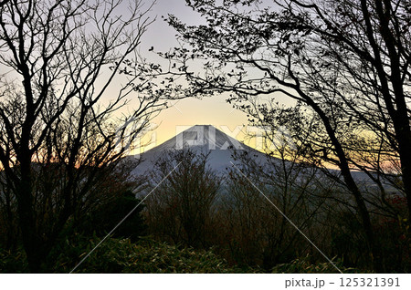 天子山地の竜ヶ岳の森より 夜明け前の富士山を仰ぐ 天子山地の竜ヶ岳の森より 夜明け前の富士山を仰ぐ 125321391