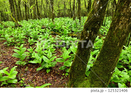 丹沢の鉄砲木ノ頭の森　バイケイソウの若葉茂る 125321406