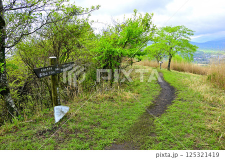 丹沢の甲相国境尾根 新緑の高指山山頂 丹沢の甲相国境尾根 新緑の高指山山頂 125321419