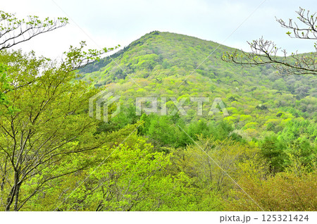 丹沢の高指山より　新緑の大岩を望む 125321424