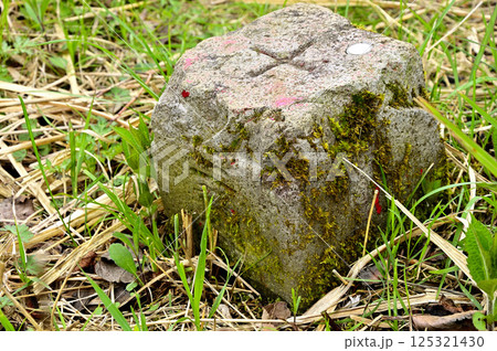 丹沢の甲相国境尾根　鉄砲木ノ頭山頂の三角点 125321430