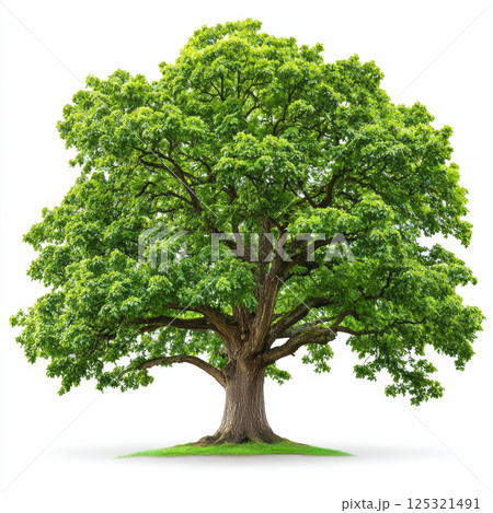 Oak tree isolated on white background. 125321491