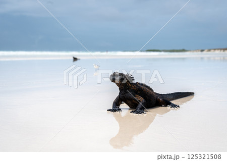 Marine iguana basking on Tortuga Bay beach, Galapagos, Ecuador 125321508