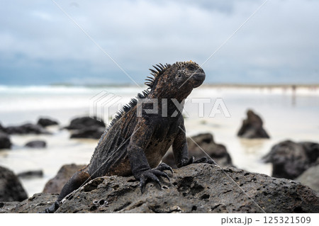 Marine iguana resting on rocks at Tortuga Bay beach, Galapagos, Ecuador Marine iguana resting on rocks at Tortuga Bay beach, Galapagos, Ecuador 125321509