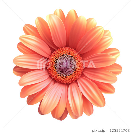 Gerbera daisy flower transparent PNG isolated on white background. 125321708