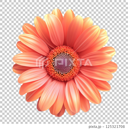 Gerbera daisy flower transparent PNG isolated on white background. 125321708
