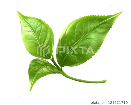 Green tea leaf transparent PNG isolated on white background. 125321710