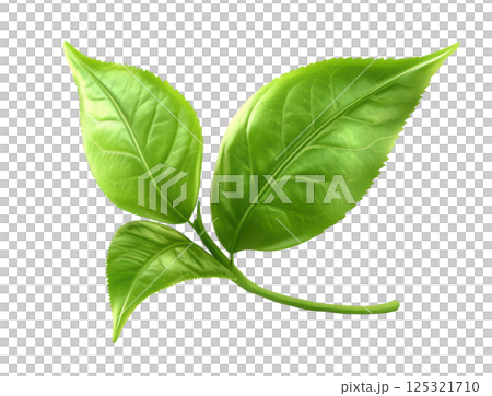 Green tea leaf transparent PNG isolated on white background. 125321710