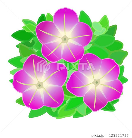 ペチュニアの花と葉っぱのイラスト 125321735