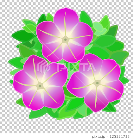 ペチュニアの花と葉っぱのイラスト 125321735