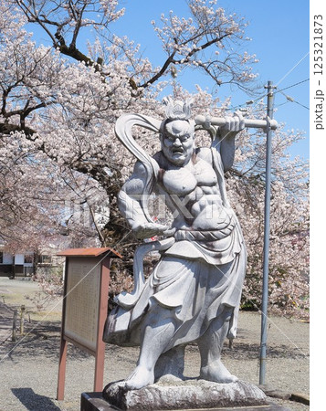 山梨県 満開の桜と仁王像 4月 山梨県 満開の桜と仁王像 4月 125321873