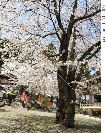 山梨県　妙了寺の桜　4月 125321875