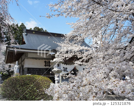 山梨県 満開の桜と妙了寺 本堂 4月 山梨県 満開の桜と妙了寺 本堂 4月 125321876