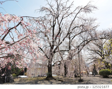 山梨県 満開になった妙了寺のシダレザクラ 4月 山梨県 満開になった妙了寺のシダレザクラ 4月 125321877