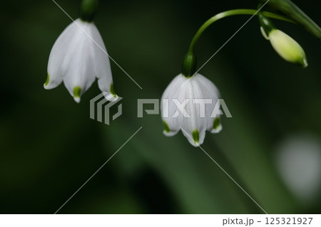 釣鐘状の白い花が下向きに咲く 125321927