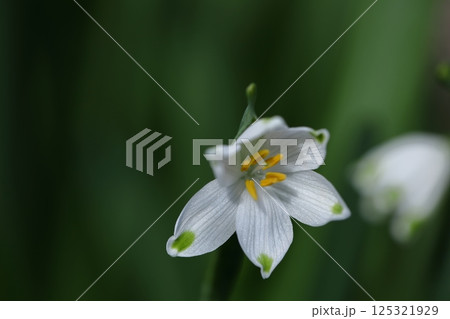 釣鐘状の白い花が下向きに咲く 釣鐘状の白い花が下向きに咲く 125321929