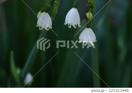 釣鐘状の白い花が下向きに咲く 125321948