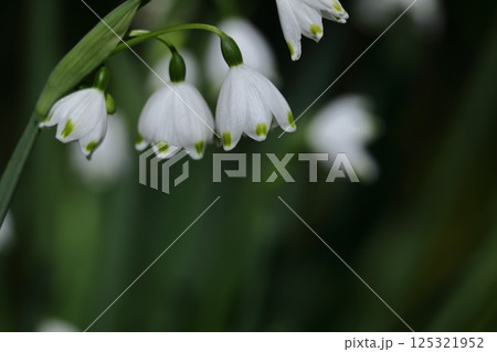 釣鐘状の白い花が下向きに咲く 釣鐘状の白い花が下向きに咲く 125321952