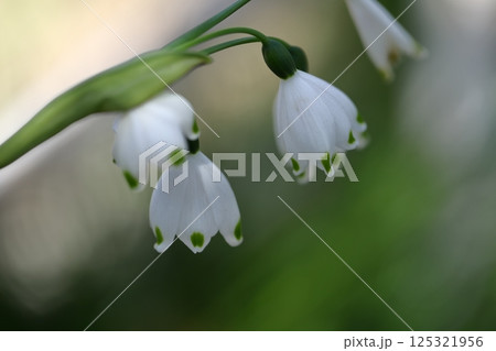 釣鐘状の白い花が下向きに咲く 釣鐘状の白い花が下向きに咲く 125321956