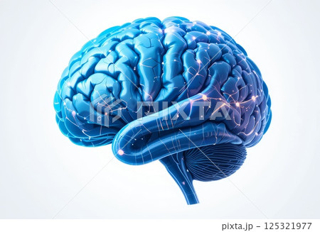Digital Illustration of the Human Brain. 125321977