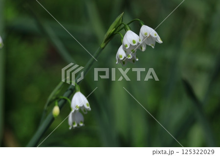 釣鐘状の白い花が下向きに咲く 釣鐘状の白い花が下向きに咲く 125322029