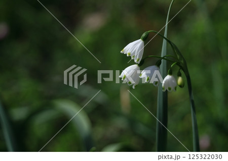 釣鐘状の白い花が下向きに咲く 125322030
