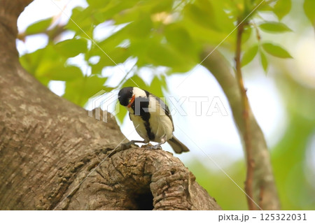 餌をキャッチしたシジュウカラ 125322031