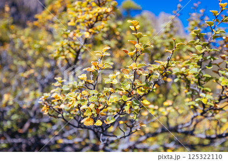 Turning of the Fagus in Tasmania Australia 125322110