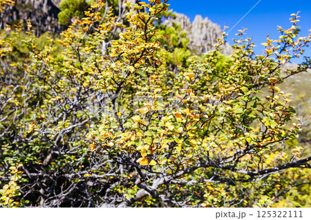 Turning of the Fagus in Tasmania Australia Turning of the Fagus in Tasmania Australia 125322111