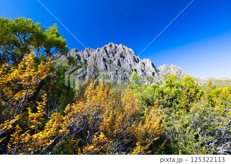 Turning of the Fagus in Tasmania Australia 125322113