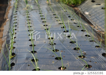 10センチくらいに伸びた赤玉ねぎの畑 125322191