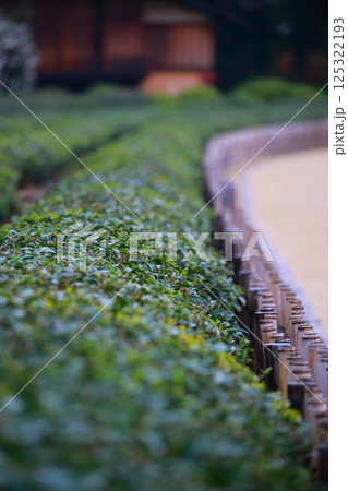 田舎の茶畑 田舎の茶畑 125322193