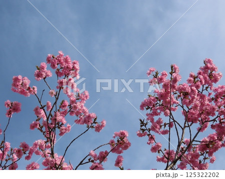 青空に映えるピンクの八重桜 125322202