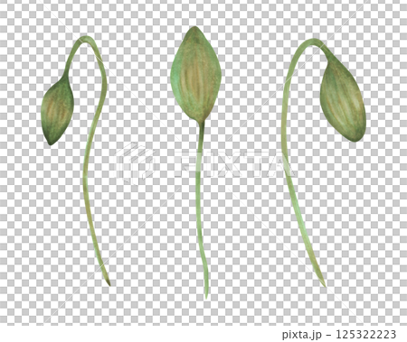 Bud of unopened poppy flower. Watercolor illustration. Poppy Day. Hand drawn isolated art. Drawing of botanical plant stem. Spring and Labor Day. Cosmetology of traditional medicine, floristry Bud of unopened poppy flower. Watercolor illustration. Poppy Day. Hand drawn isolated art. Drawing of botanical plant stem. Spring and Labor Day. Cosmetology of traditional medicine, floristry 125322223